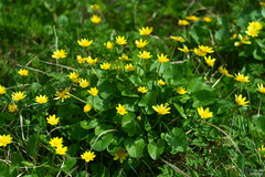 Ficaria verna