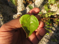 Mikania involucrata