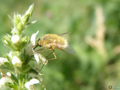 Bombyliidae
