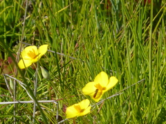 Eschscholzia lobbii
