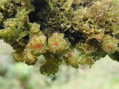 Leptogium phyllocarpum