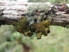 Leptogium phyllocarpum