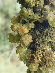 Leptogium phyllocarpum