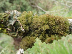 Leptogium phyllocarpum