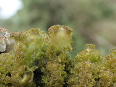 Leptogium phyllocarpum