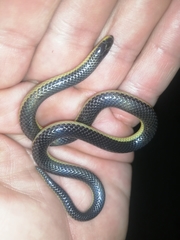 Amblyodipsas microphthalma