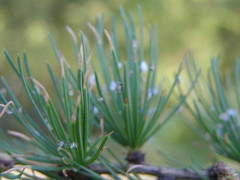 Larix decidua