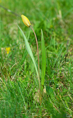 Tulipa