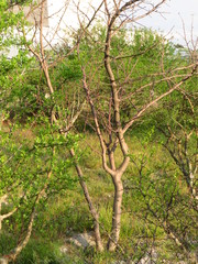Bursera palmeri