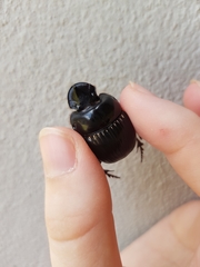 Scarabaeidae