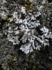 Physconia leucoleiptes