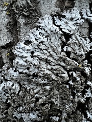 Physconia leucoleiptes