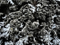 Physconia leucoleiptes