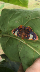 Chaetocneme denitza