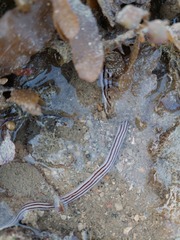 Baseodiscus quinquelineatus