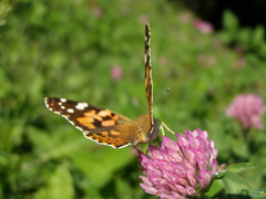 Vanessa cardui