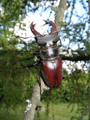 Lucanus cervus