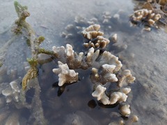 Montipora digitata