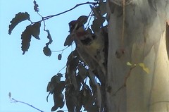 Sphyrapicus nuchalis