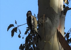 Sphyrapicus nuchalis