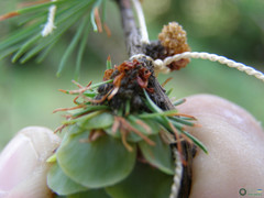 Larix