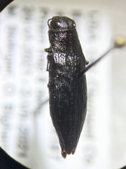 Spectralia gracilipes