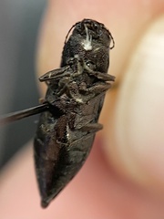 Spectralia gracilipes