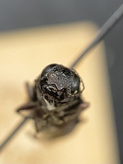 Spectralia gracilipes