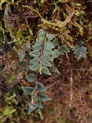 Tovar's Peperomia (Peperomia tovariana)
