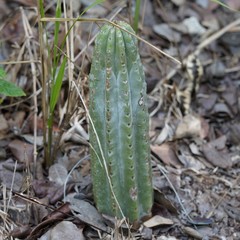 Pilosocereus robinii