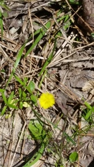 Pyrrhopappus carolinianus