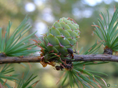 Larix decidua