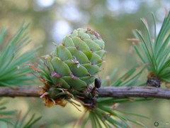 Larix decidua