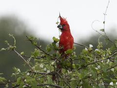 Cardinalis phoeniceus