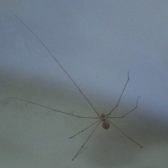 Micropholcus fauroti