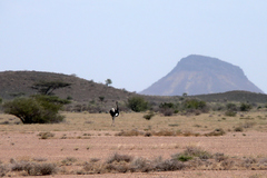 Struthio molybdophanes