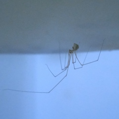 Micropholcus fauroti