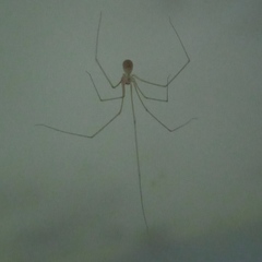 Micropholcus fauroti