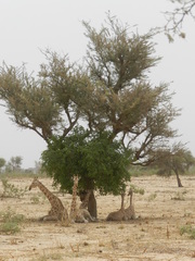 Giraffa camelopardalis peralta