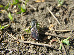 Sphecodes albilabris