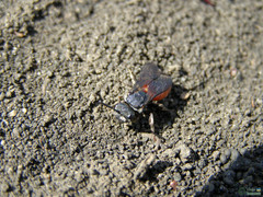 Sphecodes albilabris