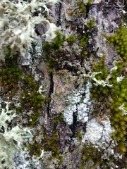Bacidia rubella