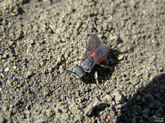 Sphecodes albilabris