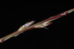 Salix miyabeana