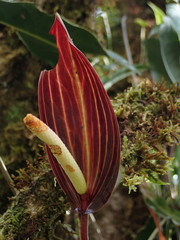 Anthurium oxybelium