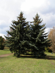 Picea pungens