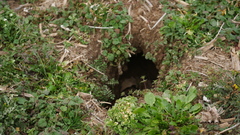 Vulpes vulpes fulvus