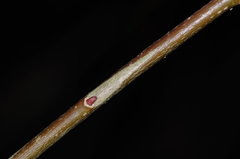 Salix miyabeana
