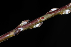 Salix miyabeana