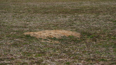 Vulpes vulpes fulvus